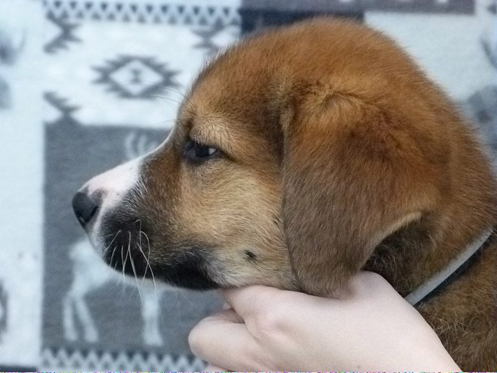 chinook puppy